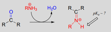 Imine reacts with RNH3 plus to produce water and a iminium ion. 