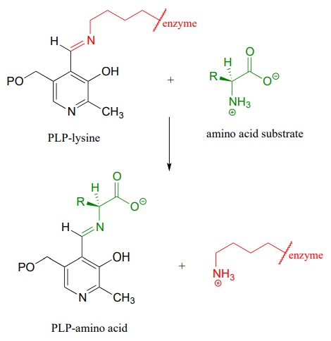PLP-лізин реагує з амінокислотним субстратом для отримання PLP-амінокислоти та іміну.