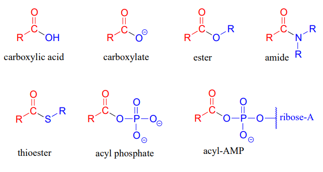 Dibujos de líneas de unión de ácido carboxílico, carboxilato, éster, amida, tioéster, fosfato de acilo y acil-AMP.