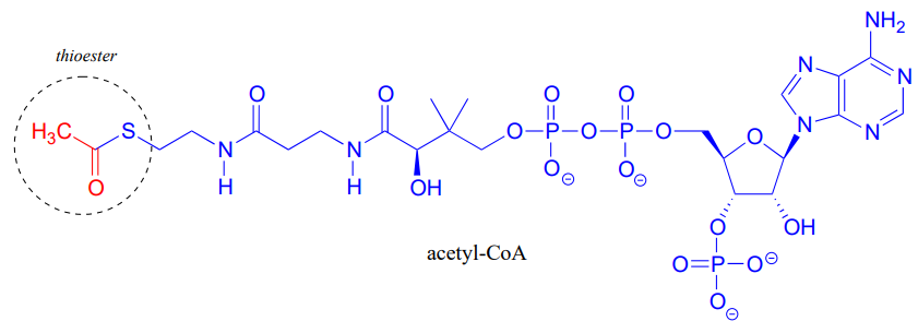 Bond line drawing of acetyl-CoA with the thioester function group highlighted in red and circled. 
