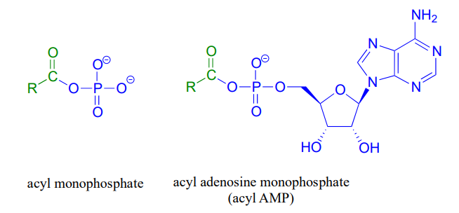 Bond line drawings of acyl monophosphate and acyl adenosine monophosphate (acyl AMP). 