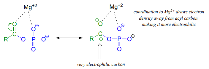 La coordinación a mg dos más aleja la densidad electrónica del carbono acilo haciéndola más electrófila.