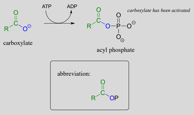 El carboxilato reacciona con ATP para producir ADP y acil fosfato que activa el carboxilato.