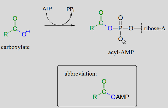 El carboxilato reacciona con ATP para producir PPi y acil-AMP.
