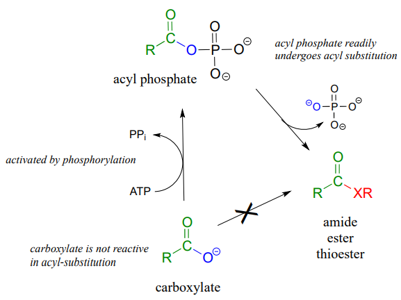 El carboxilato no puede convertirse directamente en una amida, éster o tioéster ya que no es reactivo en la sustitución de acilo. El carboxilato primero debe reaccionar con ATP para formar fosfato de acilo. El fosfato de acilo se somete fácilmente a sustitución de acilo en una amida, éster o tioéster.