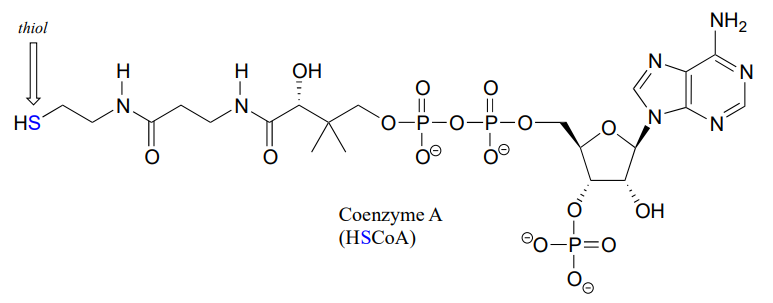 Bond line drawing of coenzyme A or (HSCoA). 
