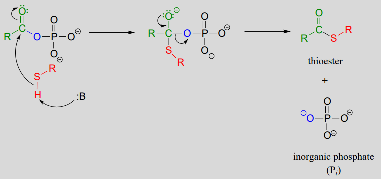 Acyl phosphate undergoes acyl substitution to form an inorganic phosphate (Pi) and a thioester. 