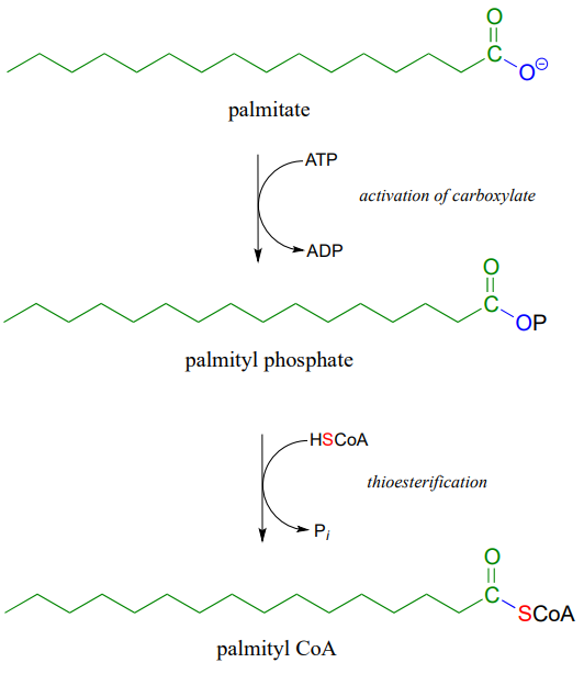 El palmitato reacciona con ATP para producir ADP y fosfato de palmitilo. El fosfato de palmitilo reacciona con HSCoA para producir Pi y palmityl CoA.