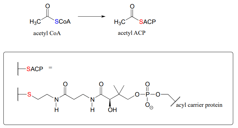 Acetyl Coa transforms into Acetyl ACP. Bond line drawing of SACP. 