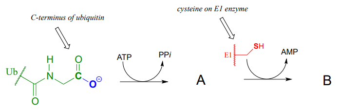 Encuentra el intermedio el producto final de la reacción de ubiquitina con ATP y el intermedio que reacciona a la cisteína para producir AMP y algo más.