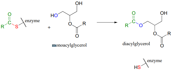 La enzima reacciona con monoacilglicerol para formar una enzima y diacilglicerol.