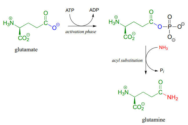 Glutamate reactions with ATP to from ADP and gamma-glutamyl phosphate which reacts with NH3 to form Pi and glutamine. 