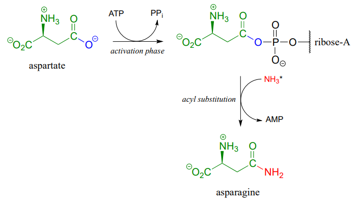 Aspartate reacts with ATP to produce PPi an acyl phosphate intermediate which reacts with NH3 to form AMP and asparagine.  