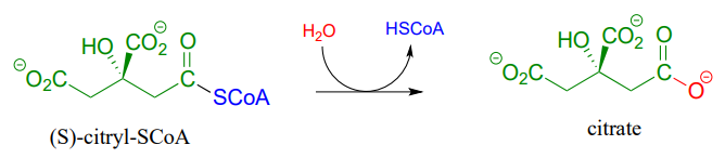 (s) -citril-ScoA reacciona con agua para producir HSCoA y citrato.