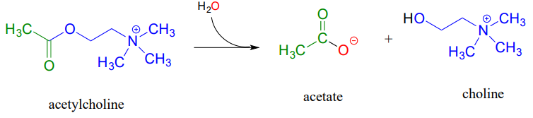 Acetylchloline reacts with water to produce acetate and choline. 