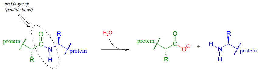 hydrolysis of peptide bonds. 