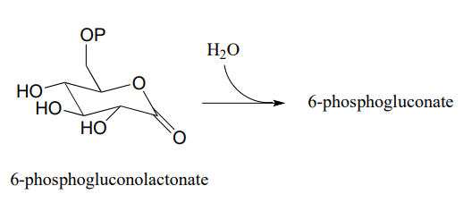 6-phosphogluconolacetonate reacts with water to produce 6-phosphogluconate. 