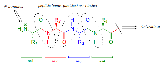 Los tres enlaces peptídicos (amidas) están en un círculo.
