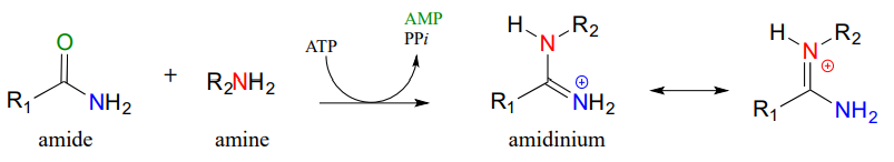 Amide reacts with Amine and ATP to form AMP, PPi, and amidinium. 