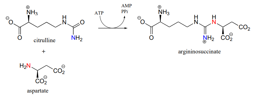 Citrulline reacts with aspartate and APT to produce AMP, PPi and arginosuccinate. 