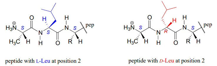 Peptide with l-leu highlighted in blue at position 2. Peptide with D-Leu highlighted in red at position 2.