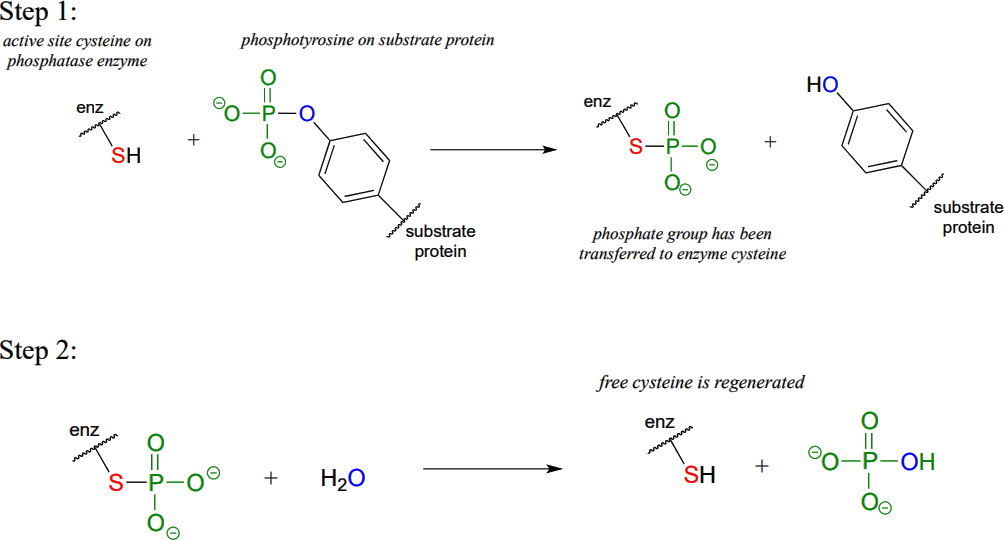 En la etapa 1 el grupo fosfato ha sido transferido a la enzima cisteína. En el paso 2, se regenera la cisteína libre.