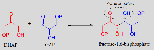 DHAP reacts with GAP to produce fructose-1,6-biphosphate. 