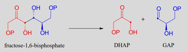 La fructosa-1,6-bisfosfato produce DHAP y GAP.