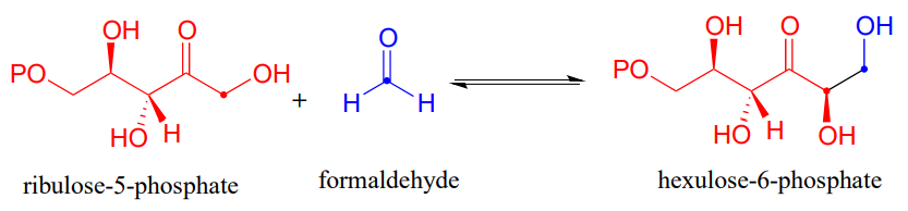 ribulosa-5-fosfato reacciona con formaldehído para producir hexulosa-6-fosfato.