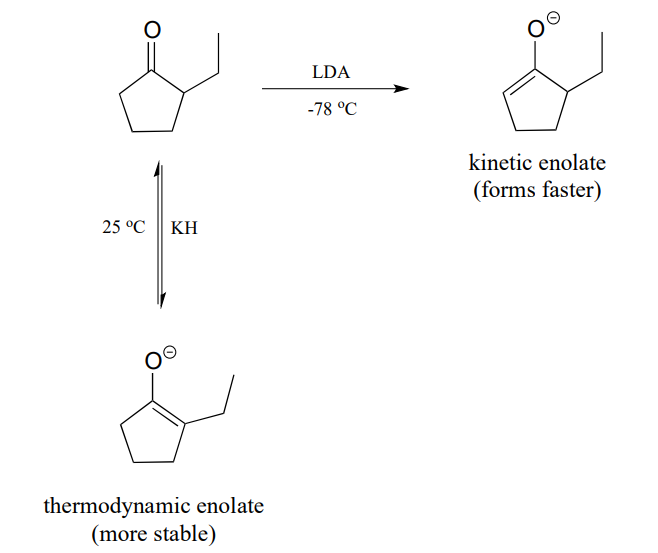 The kinetic enolate forms faster while the thermodynamic enolate is more stable. 