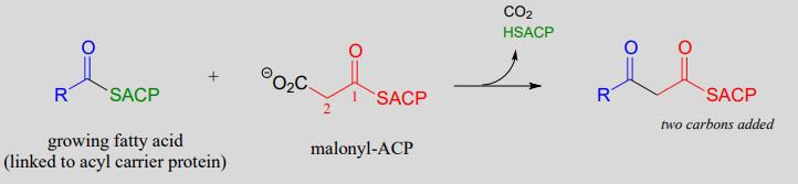 Growing fatty acid reacts with malonyl-ACP, CO2, and HSACP. 