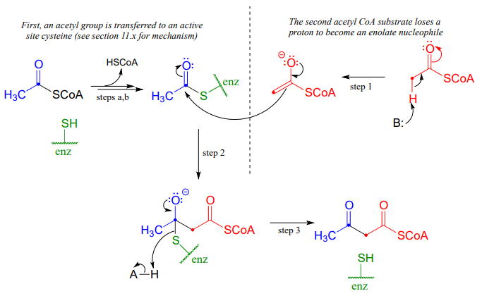 First, an acetyl group is transferred to an active site cysteine. The second acetyl CoA substrate loses a proton to become an enolate nucleophile. 