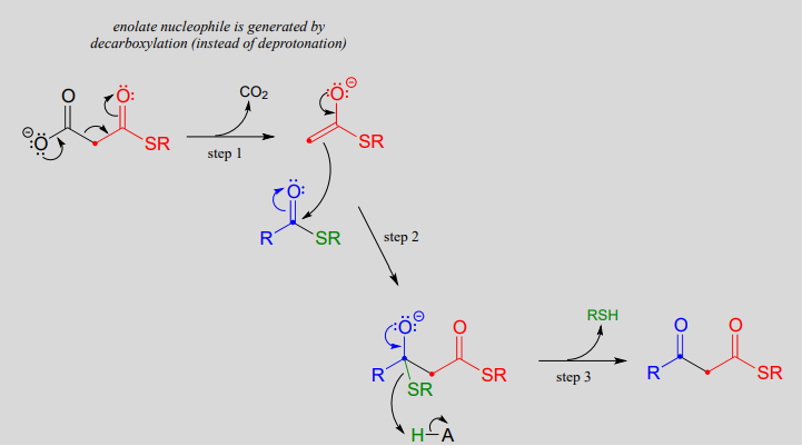 An enolate nucleophile is generated by decarboxylation instead of deprotonation. 