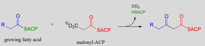 Growing fatty acid reacts with malonyl-ACP, CO2, and HSACP. 