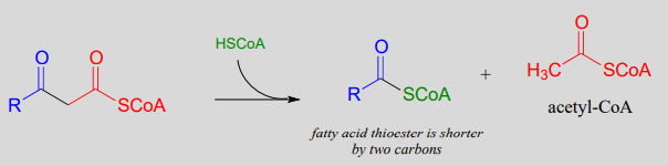The fatty acid degrades into a fatty acid thioester that is shorter by two carbons and acetyl-CoA. 