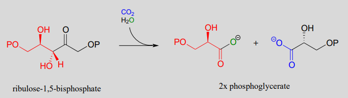 La ribulosa-1,5-bisfosfato reacciona con dióxido de carbono y agua para producir dos fosfogliceratos.