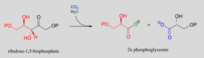 La ribulosa-1,5-bisfosfato reacciona con dióxido de carbono y agua para producir dos moléculas de fosfoglicerato.