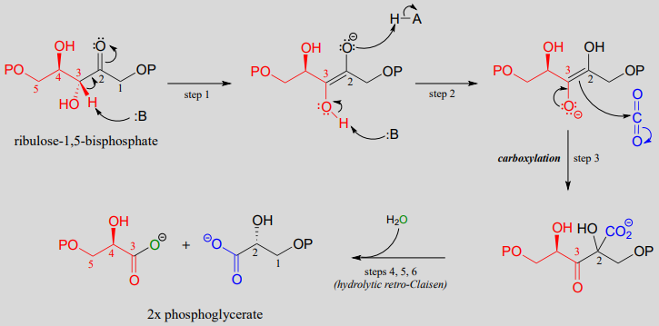 Step 3 includes carboxylation and steps 4 through 6 are hydrolytic retro-Claisen. 