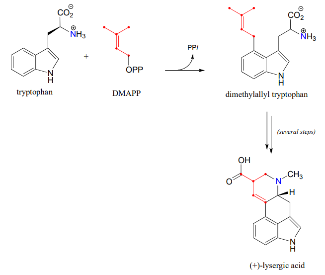Tryptophan + DMAPP goes to dimethyl tryptophan after losing PPi. Several steps (multiple arrows) to (+)- lysergic acid.