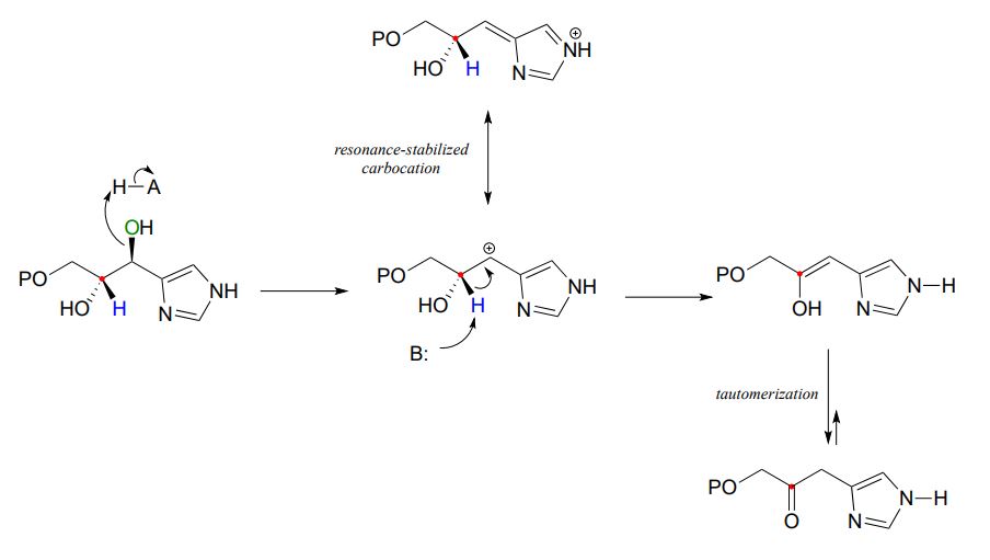 Starting material: histidine. Arrow from OH to Hydrogen on HA and arrow from bond to A. Goes to carbocation with positive charge on carbon and an alkene with positive charge on nitrogen. Text: resonance-stabilized carbocation. Arrow from base to hydrogen on carbocation. Goes to alkene with alcohol that is in equilibrium with carbonyl. Text: tautomerization. 