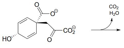 Starting molecule: phenylalanine. Arrow indicating H2O and CO2 leaving.
