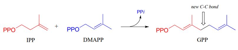 IPP (rojo) más DMAPP (azul) reaccionan para formar GPP. La flecha indica que PPi se va. El producto adjunta IPP y DMAPP. Texto: nuevo bono C-C.