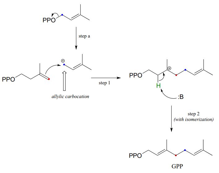 Molécula inicial: IPP. Paso A: PPO actúa como grupo de salida para IPP para formar un carbocatión alílico. Paso 1: DMAPP ataca el carbocatión en el doble enlace. Formación de nuevo enlace sencillo en el carbocatión y doble enlace. Paso 2 (con isomerización): La base ataca hidrógeno sobre el carbono adyacente al carbocatión para formar un doble enlace. GPP como producto.