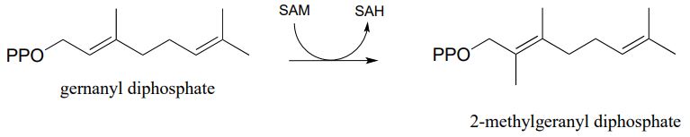Germanyl diphosphate reacts with SAM and loses SAH to form 2-methylgeranyl diphosphate.