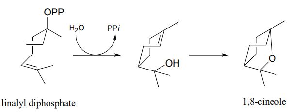 Linalyl diphosphate forms 1,8-cineole in two steps. First steps uses water to lose a PPI.