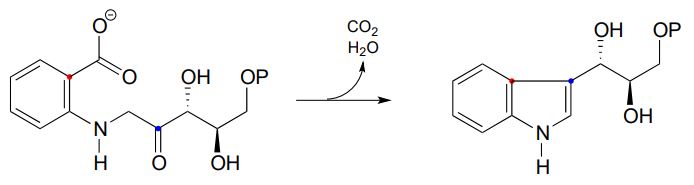Tryptophan loses a CO2 and H2O molecule to form a bicyclic molecule.