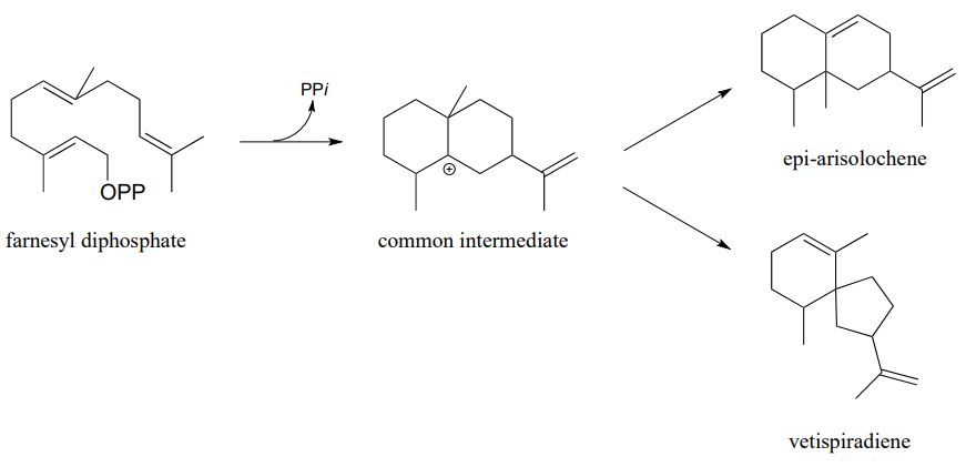 Farnesyl diphosphate molecule loses a PPI to form a carbocation labeled common intermediate. Two arrows from intermediate. One to epi-arisolochene and one arrow to vetispiradiene. 
