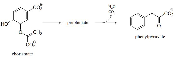 Chorismate goes to prephenate and then phenylpyruvate after losing H2O and CO2.