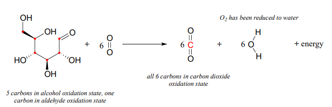 Five carbons in alcohol oxidation state, one carbon in aldehyde oxidation state for the glucose. Once glucose reacts with six O2 molecules 6 carbon dioxide molecules are produce. All six carbons are in carbon dioxide oxidation state, O2 has been reduced to water and energy is released. 