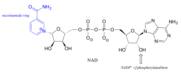Bond line drawing of NAD with the nicotinamide ring highlighted in blue on the left. 